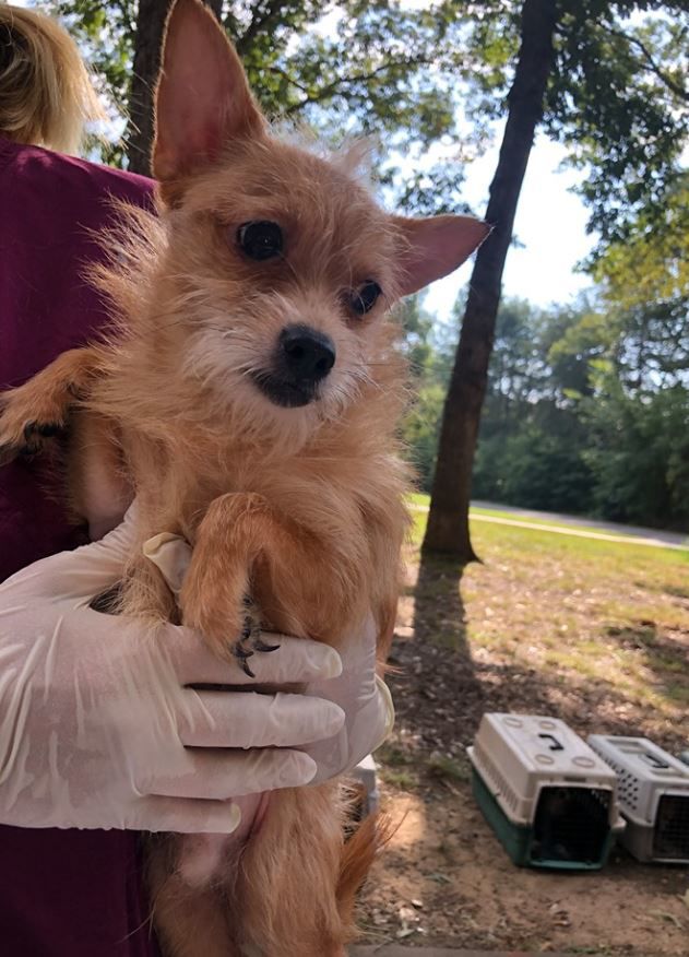 Over 60 dogs seized from Rowan County home
